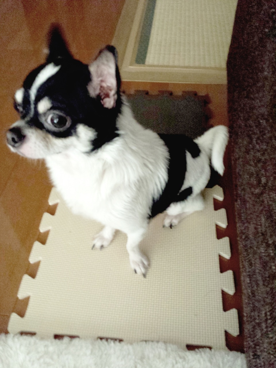 �V�����v�[����