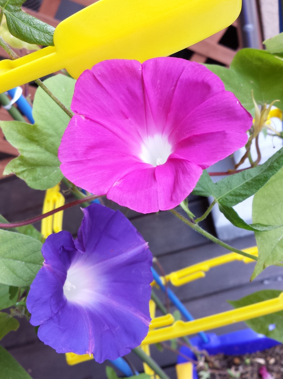 �O��`���Č�����