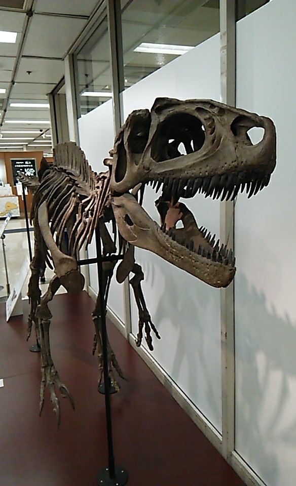 ���䂩�炫���A